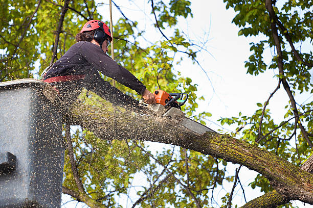 Professional Tree Services in Catonsville, MD